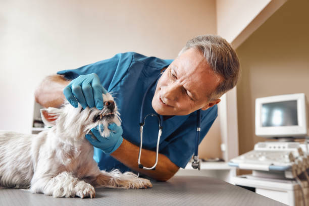 Best 24-Hour Emergency Dental Care in Wyboo, SC